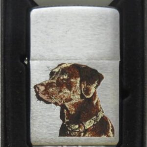 Chocolate Lab